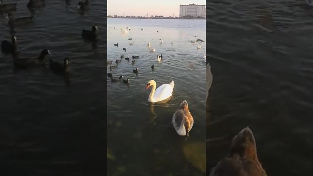 Лебединое озеро в Евпатории смотреть онлайн