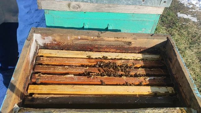 КОРМЛЮ ПЧЕЛ САХАРОМ !!! смотреть онлайн