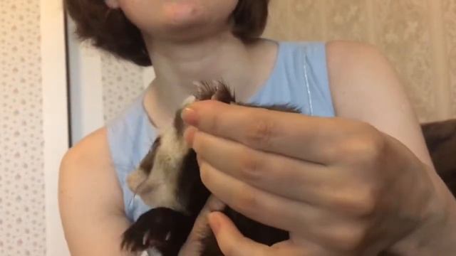 Как стричь когти хорькам / Furittus смотреть онлайн