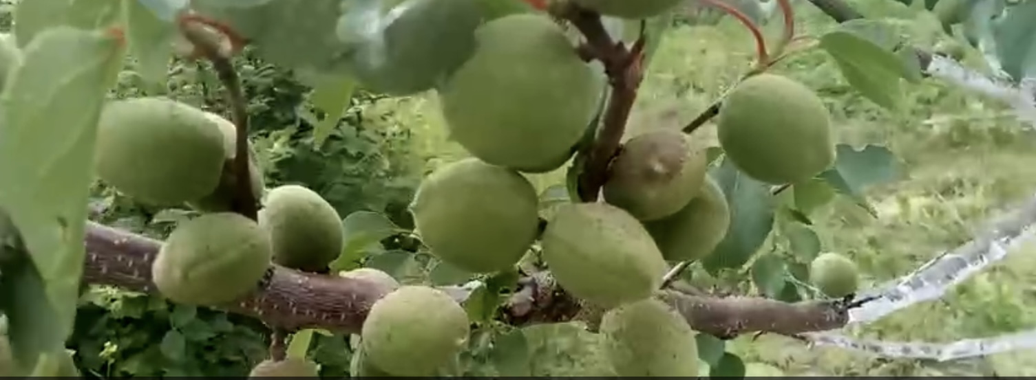 Весенняя обрезка абрикоса в Подмосковье.