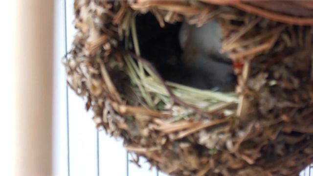 У амадин пополнение