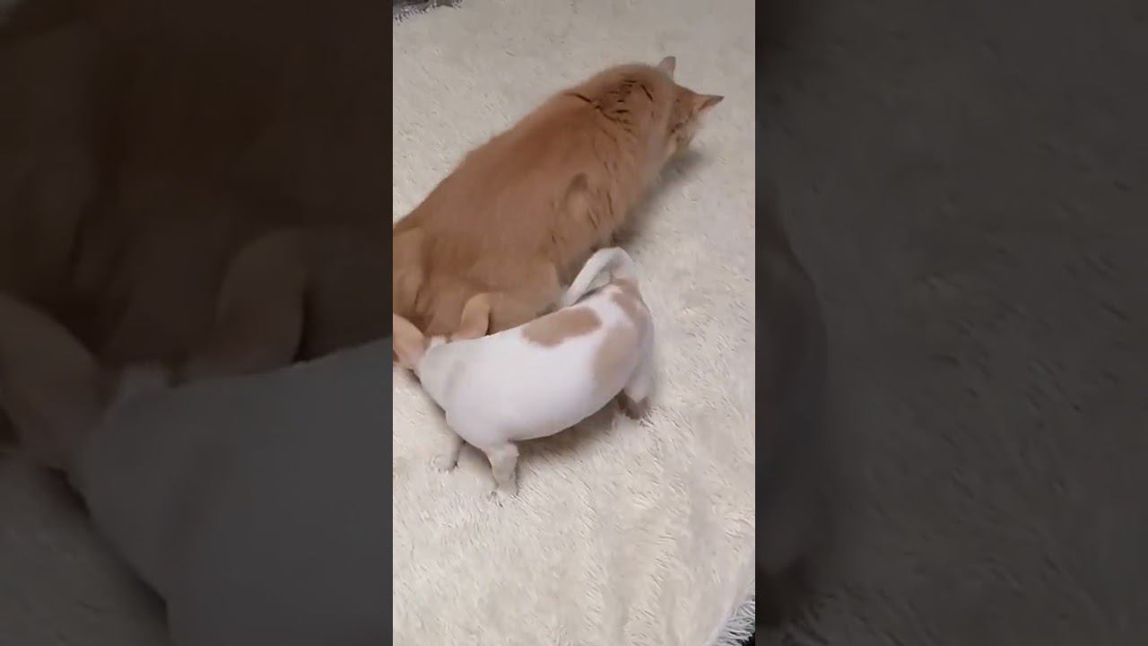 пёс и кот) смотреть онлайн