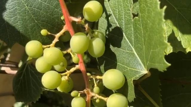 Farm Life Adventures 8.25.2019 смотреть онлайн