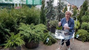 Туи и можжевельники. Как правильно выбрать хвойники. Уход за хвойными. растениями.