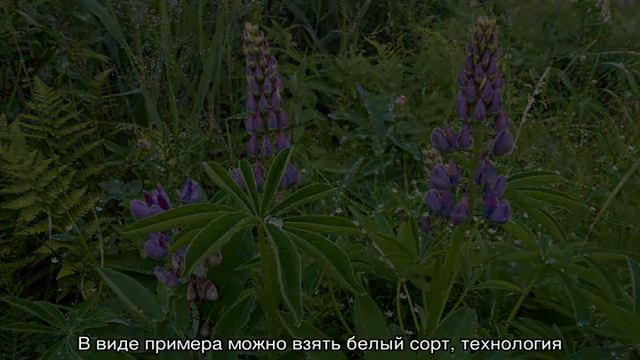 Люпин кормовой для животных смотреть онлайн