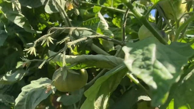 Томаты Гномы, мои ошибки в выращивании. смотреть онлайн