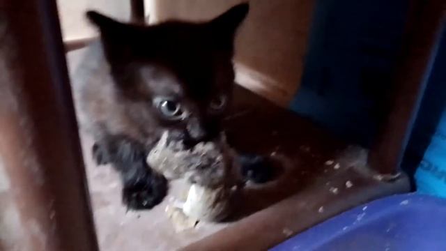 Это Люся месяц и неделя отроду. 14.09.2019г. смотреть онлайн