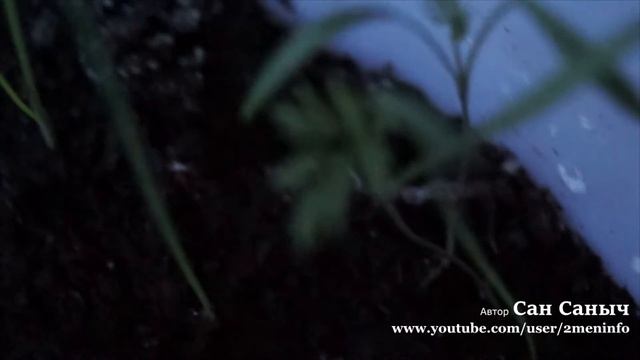 Зеленый лук и петрушка смотреть онлайн