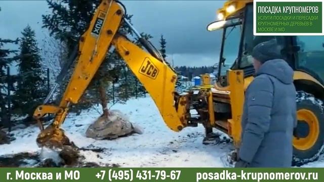 Услуги посадки и пересадки крупномерных деревьев в Москве и области. Заказать по т. 8 495 669 52 23 смотреть онлайн
