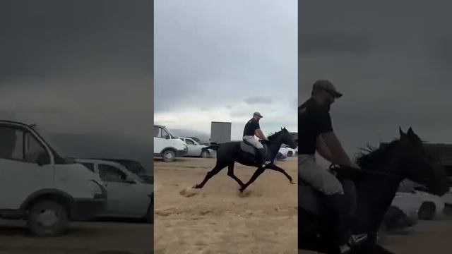 Жеребец Хатаб , всадник Расул Аджиев , выиграли скачки иноходцев на 4800 м смотреть онлайн