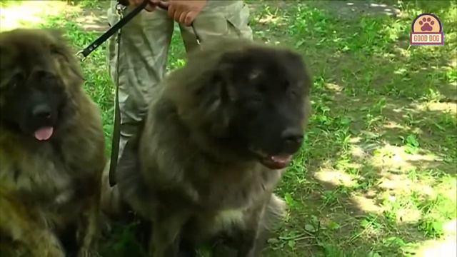 Кавказские овчарки всё информация смотреть онлайн
