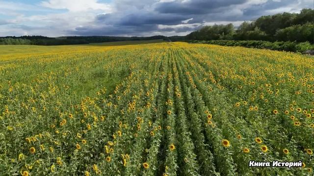 Не дождавшись неверного мужа из командировки, стажер- проводница уехала в рейс… А когда в мороз... смотреть онлайн