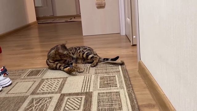 Бенгальский кот Бакс прикольно играет с мышкой. Смотри!