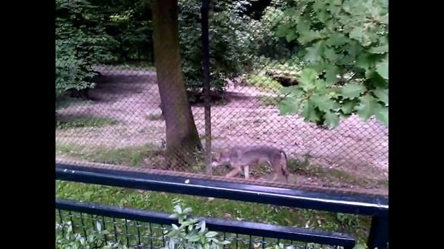 Зоопарк в Кракове! zoo in Krakow 2016 KoZoN-TV смотреть онлайн