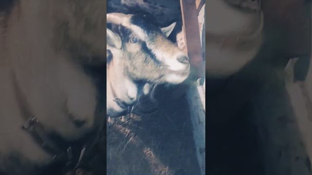 козы едят ель, -26 градусов! смотреть онлайн