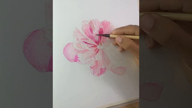 How to Paint A Full-bloomed Pink Peony Using Watercolor смотреть онлайн