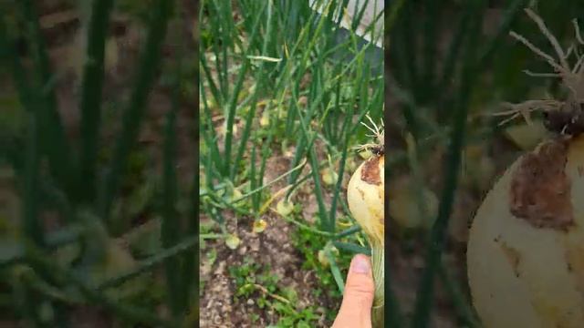 Свой репчатый лук в середине июня! #2023 #дачаснуля #влог #садснуля #ранний репчатый лук смотреть онлайн