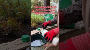 3.Третья подкормка роз после зимы. #розыицветыиринанаумова#орозахза1минуту#розывсаду#розыпослезимы