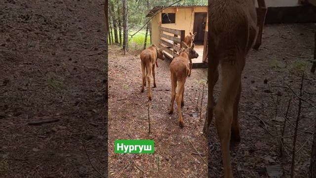 #животные#лоси поход на вершину Нургуш смотреть онлайн