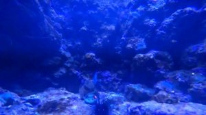 ТОП место, куда сходить с ребенком в Адлере или в Сочи