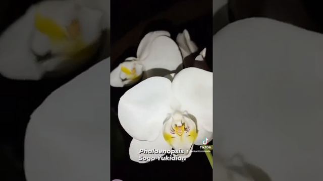 Phalaenopsis Sogo Yukidian en Santa Cruz Bolivia 🇧🇴 смотреть онлайн