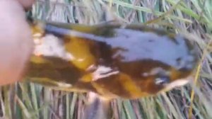 Амурская касатка скрипун