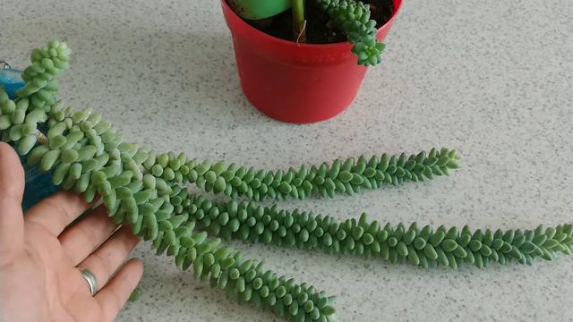 Sedum Burrito 🐴 *Morganianum*🌿 [Así lo cuido] смотреть онлайн