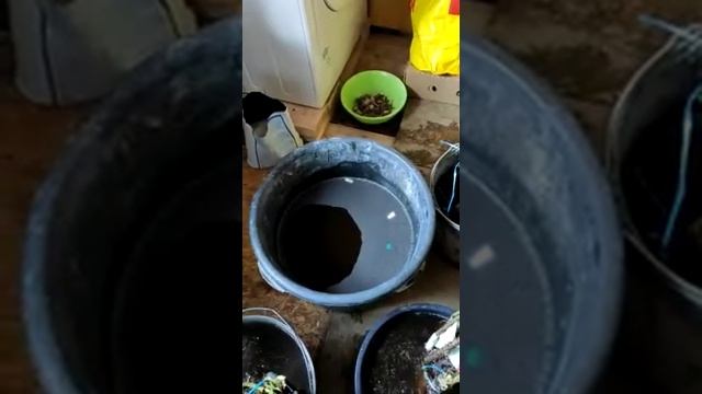 Обработка саженцев роз перед посадкой смотреть онлайн