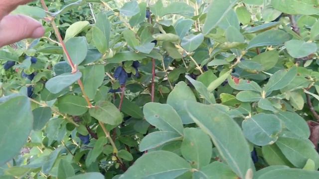 Первые вкусные витамины: жимолость и клубника Джоли. смотреть онлайн