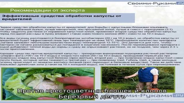 Что делать с дырками на капустных листьях смотреть онлайн