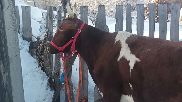 ПОКУПАЕМ Корову Айрширку и Бычка ДЖЕРСИ!!! (часть 2) СМОТРЕТЬ до КОНЦА))) смотреть онлайн