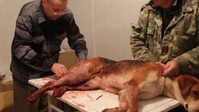 Охота с русскими пегими гончими на кабана январь 2015 смотреть онлайн