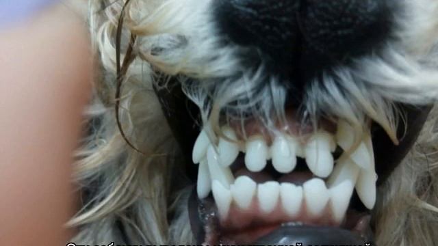 Когда у собак меняются зубы на постоянные смотреть онлайн