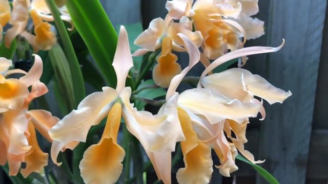 Cattlianthe Confetti