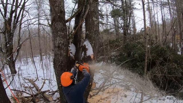 #233 - Logging Job - BIG. UGLY. Trees - Part 2 смотреть онлайн