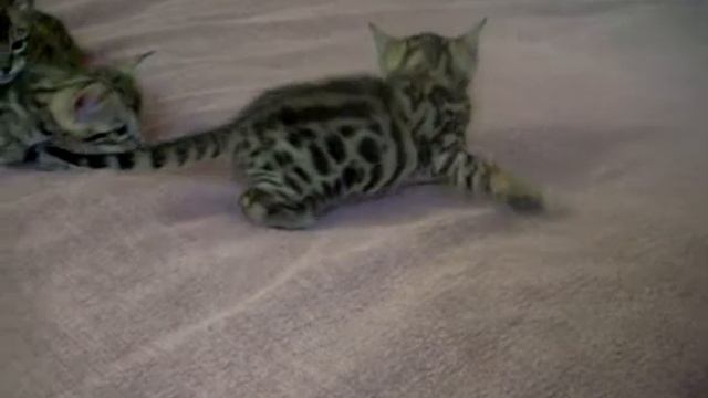 Бенгальские котята - BENGAL KITTENS for SALE- http://www.bensun.ru смотреть онлайн