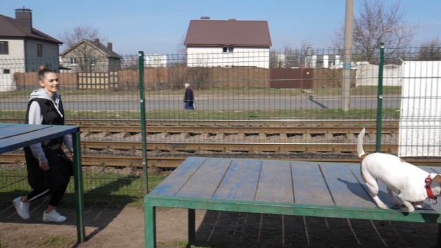 МУЖСКОЙ И ЖЕНСКИЙ ПОДХОД К ДРЕССИРОВКЕ СОБАК смотреть онлайн