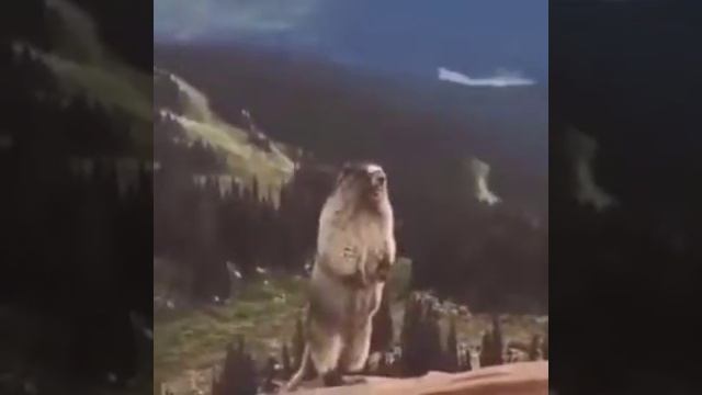 Злой бурундук смотреть онлайн