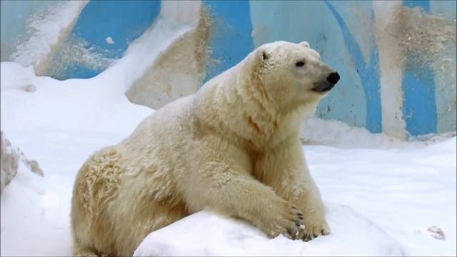 Герда отдыхает.27.01.21 г. смотреть онлайн