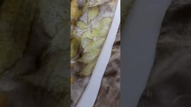 Листья бархата амурского. Эко-принт, натуральное крашение. смотреть онлайн