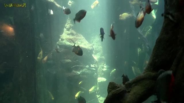 MAJORKA ?? AQUARIUM PALMA DE MAJORKA смотреть онлайн