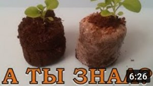 ПЕТУНИЯ: выращивание в торфяных таблетках???