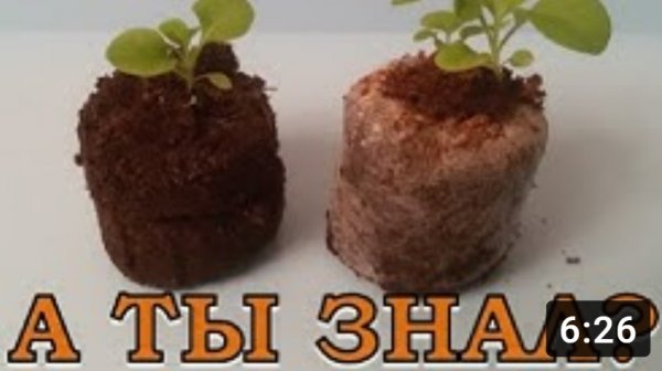 ПЕТУНИЯ: выращивание в торфяных таблетках???