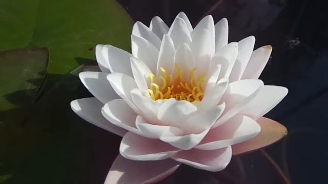 Нимфея Rattana Ubol (Раттана Убол) кувшинка, нимфея, водные растения, пруд смотреть онлайн
