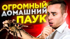 ПАУК ПТИЦЕЕД В ДОМАШНИХ УСЛОВИЯХ. Содержание. Как и чем кормить? В чем большие плюсы?