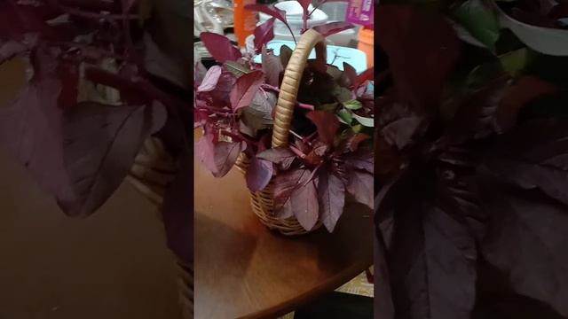 Fresh organic Red Amaranth смотреть онлайн