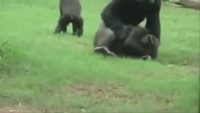 ГОРИЛЛЫ  сношаются!!! Смешное видео