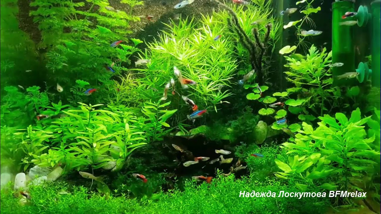 Нежный и крепкий СОН, глубокий релакс и успокоение нервной системы смотреть онлайн