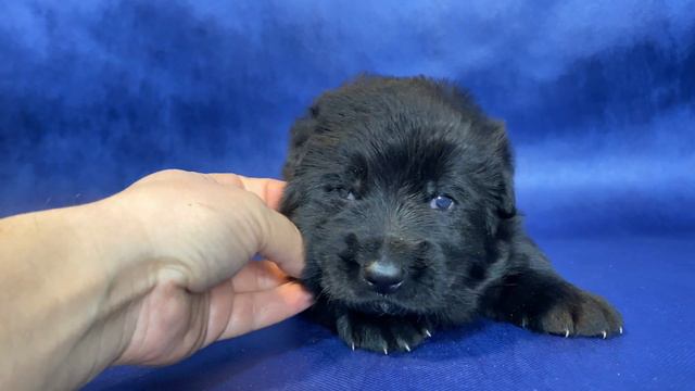 Черный мальчик с зеленой ниткой! Немецкая овчарка. Жуолль. German Shepherd смотреть онлайн