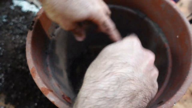 💐Cómo Plantar NARDOS con ÉXITO - Activar Bulbos y tener Muchas FLORES ✅ смотреть онлайн